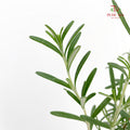 Rosmarinus Leaf 迷迭香 - (Per Bundle)