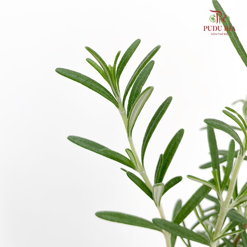 Rosmarinus Leaf 迷迭香 - (Per Bundle)