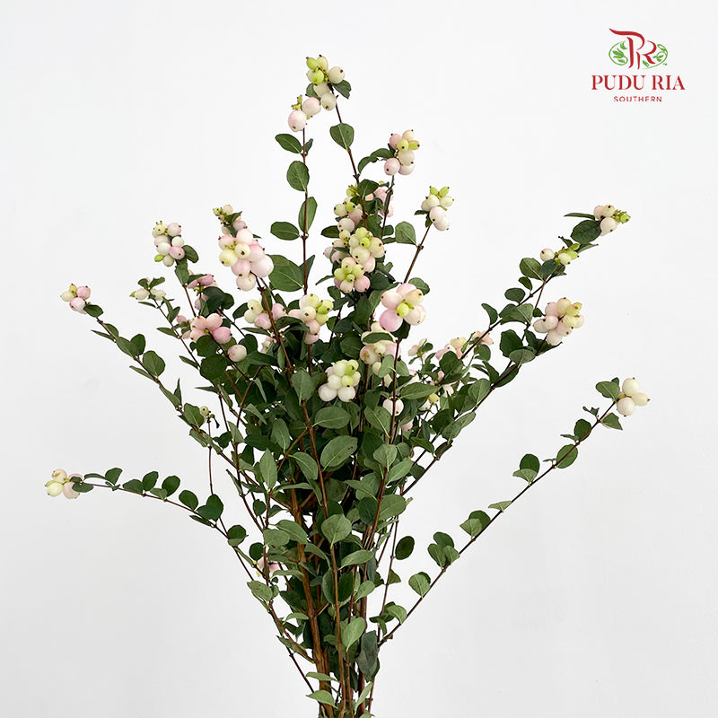 Snowberry Light Pink - (Per Bundle)