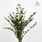 Snowberry Light Pink - (Per Bundle)