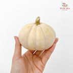 Pumpkin 观赏南瓜 - (Per Piece)