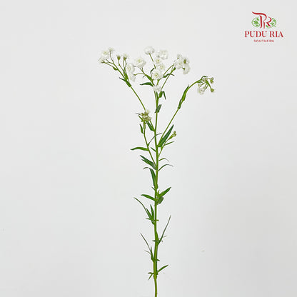 Achillea White 欧蓍草 - (Per Bundle)