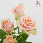 Rose Spray Rosanella - (8-10 Stems)