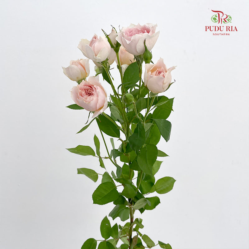 Rose Spray Cheering Squad Apricot - (8-10 Stems)