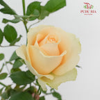 Rose Champagne (19-20 Stems) - Pudu Ria Florist Southern