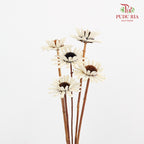 Preservative Gerbera