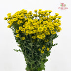 Chrysanthemum Santini / Calimero Mini Daisy Yellow