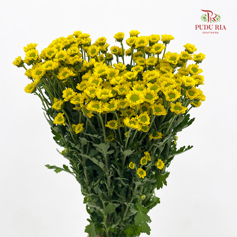 Chrysanthemum Santini / Calimero Mini Daisy Yellow