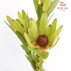 Leucadendron - (8-10 Stems) - Pudu Ria Florist Southern