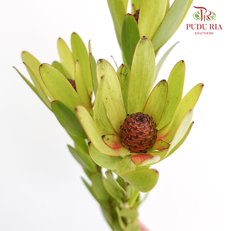 Leucadendron - (8-10 Stems) - Pudu Ria Florist Southern
