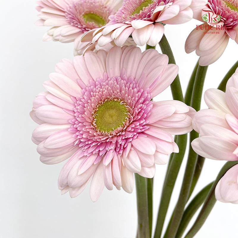 Gerbera Davina - (8-10 Stems)