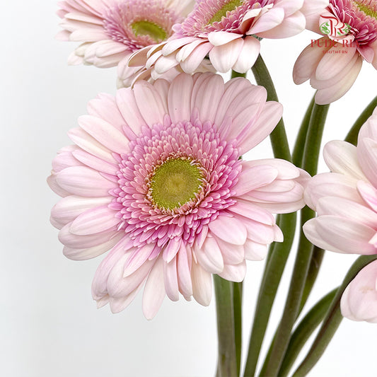 Gerbera Davina (8-10 Stems)