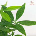 Pachira Tree Head P100