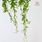 Smilax - (Per Bundle)