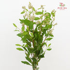 Ceanothus 美洲茶 - (5 Stems)