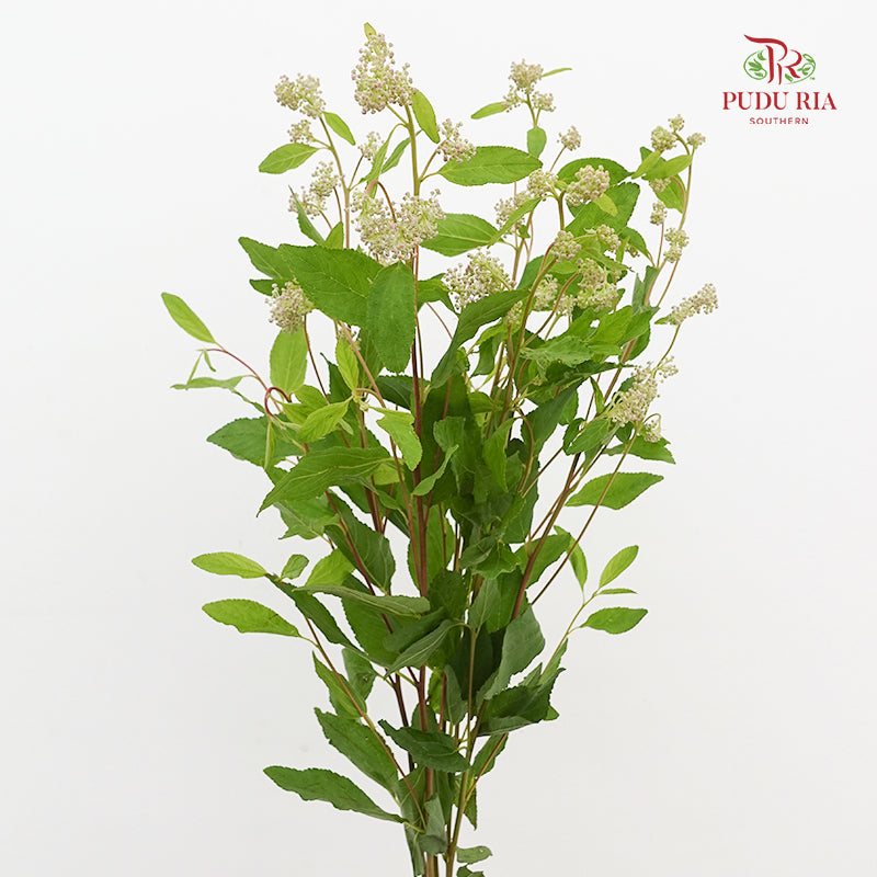 Ceanothus 美洲茶 - (5 Stems)