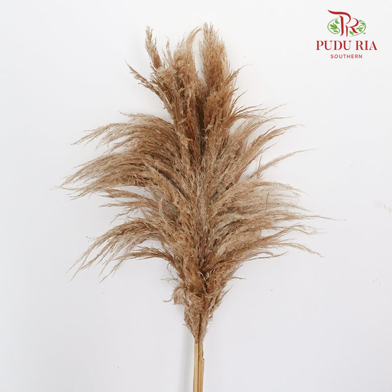 Dry Cortaderia Selloana Blanco (Pampas) - Pudu Ria Florist Southern