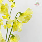 Sweet Pea Yellow 香豌豆 - (5 Stems)