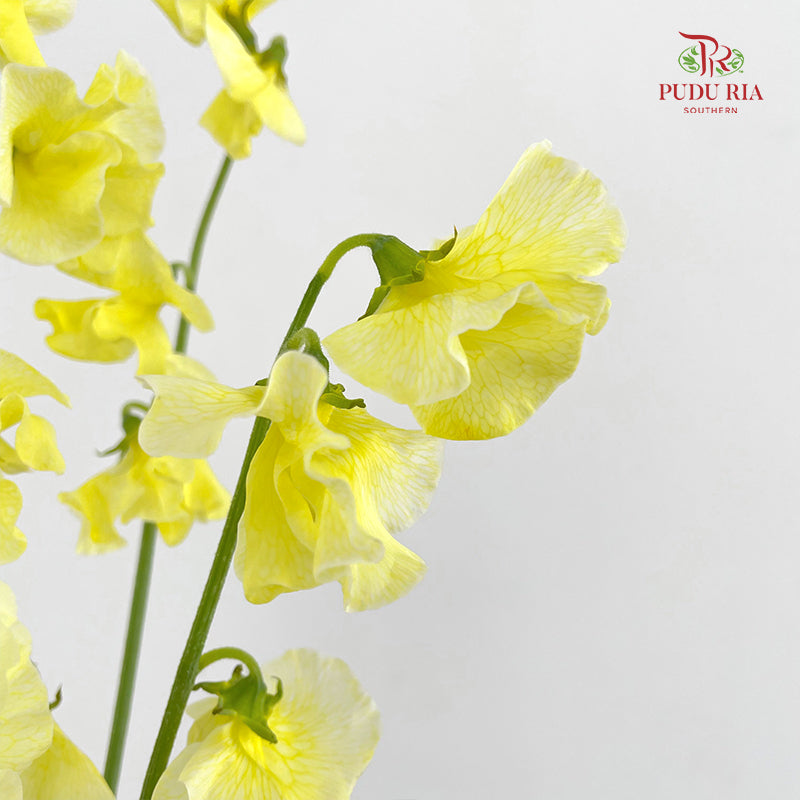Sweet Pea Yellow 香豌豆 - (5 Stems)