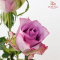 Rose Zixia Fairy - (8-10 Stems)