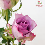 Rose Zixia Fairy - (8-10 Stems)