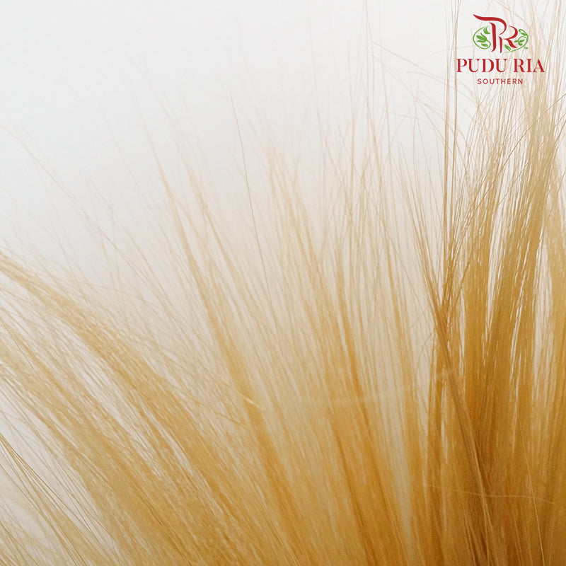 Dry Barba Bleached - Pudu Ria Florist Southern