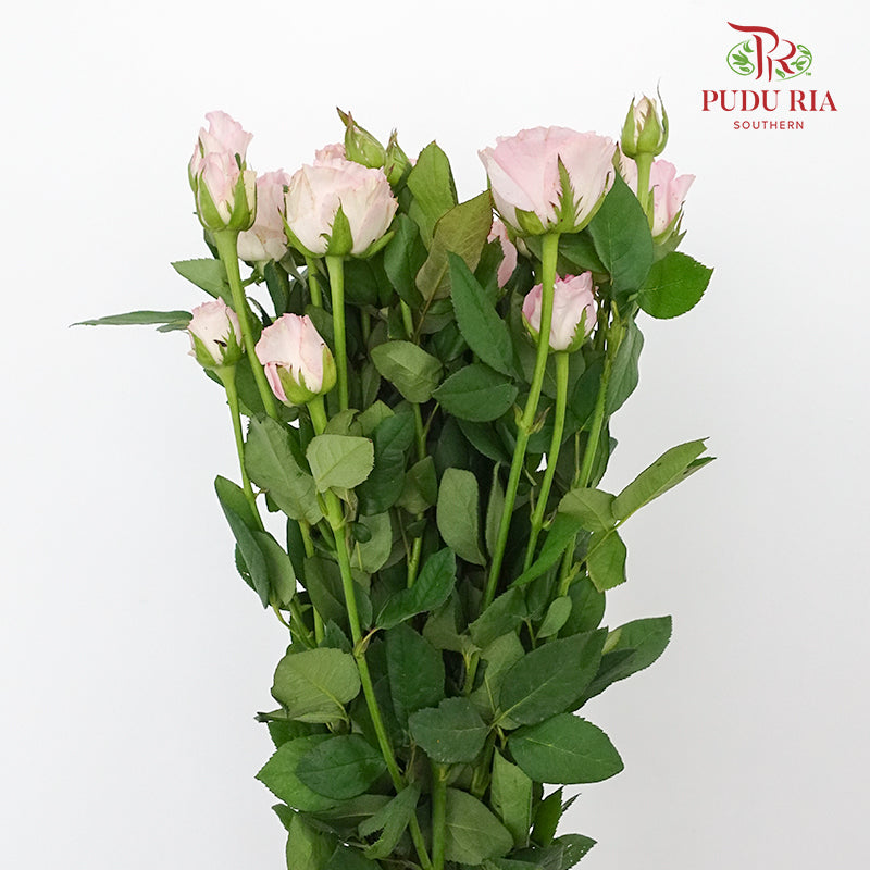 Rose Spray Dreaming (8-10 Stems) - Pudu Ria Florist Southern