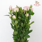 Rose Spray Dreaming (8-10 Stems) - Pudu Ria Florist Southern
