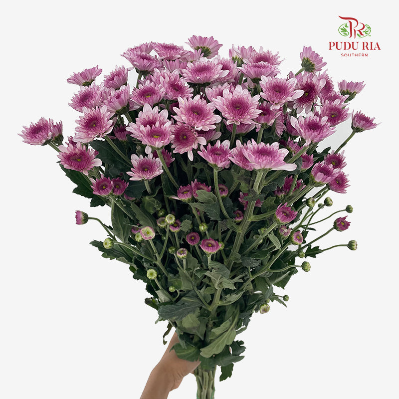 Chrysanthemum Pompom Two Tone Purple 5 - (10-12 Stems)