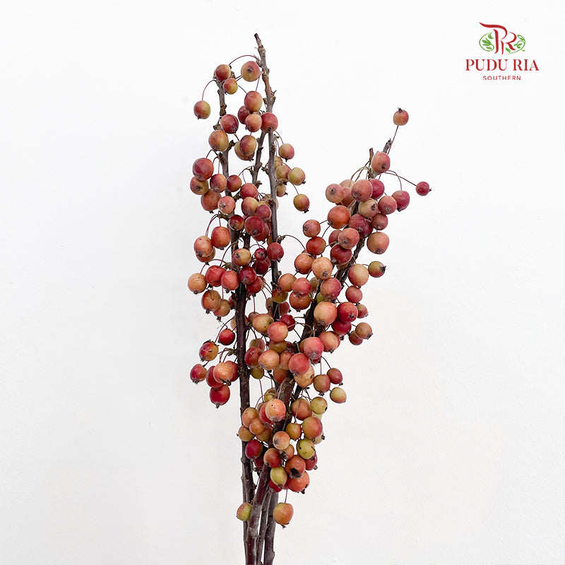 Malus Red - (Per Bundle)