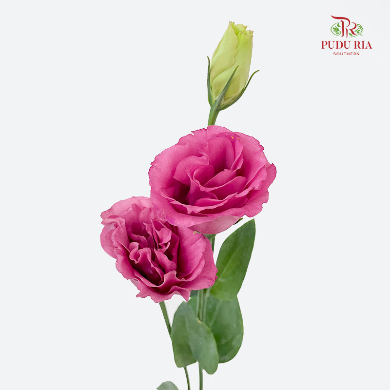 Eustoma Pink 洋桔梗 - (12-15 Stems)