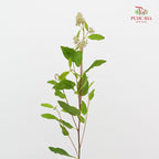 Ceanothus 美洲茶 - (5 Stems)