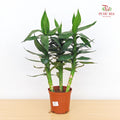 Lotus Bamboo 3 In 1