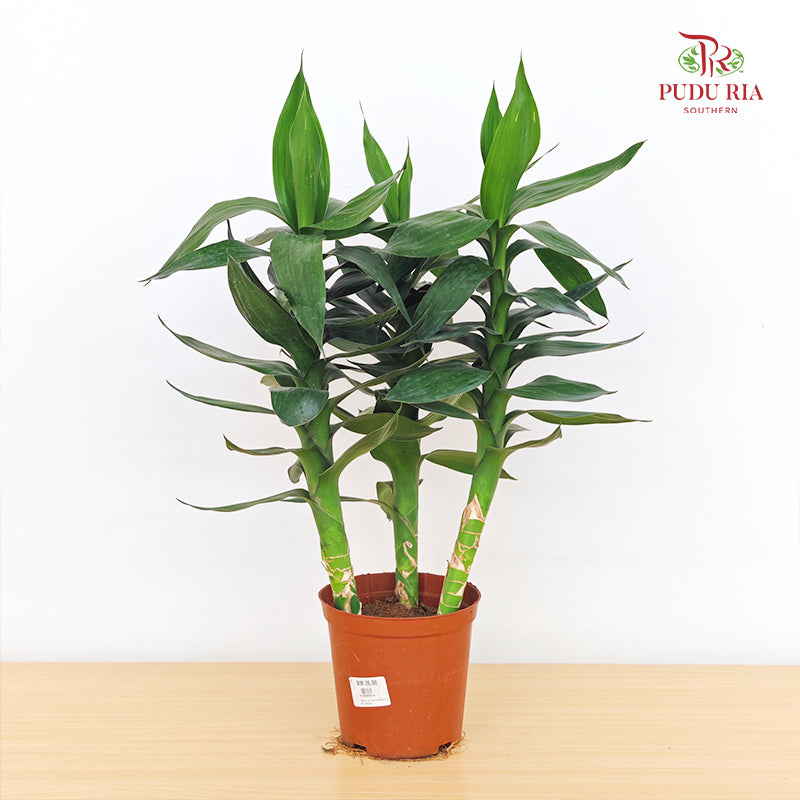 Lotus Bamboo 3 In 1