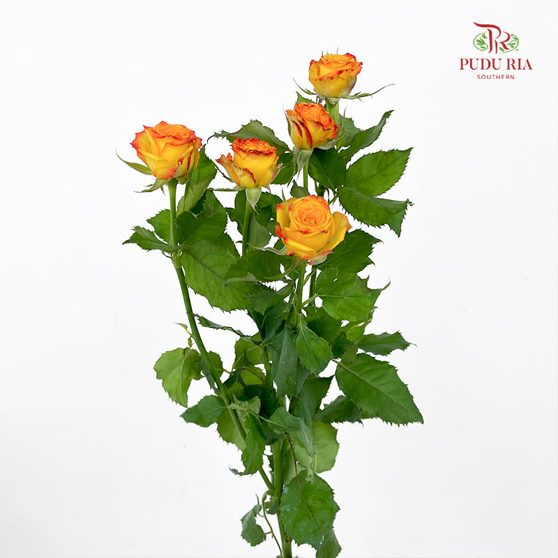 Rose Spray Eyeline - (8-10 Stems)
