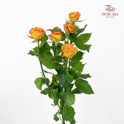Rose Spray Eyeline - (8-10 Stems)
