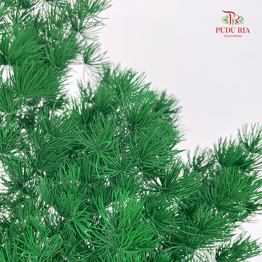 Preservative Asparagus Fern Dark Green