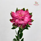 Alstroemeria Sofiena Double Petal 六出花 - (9-10 Stems)