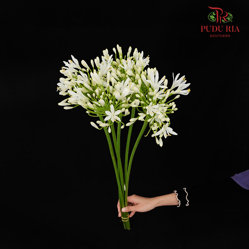 Agapanthus White 百子莲属 - (5 Stems)