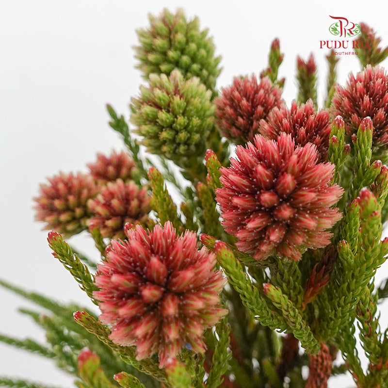 Nebelia Cluster Star - (Per Bundle)