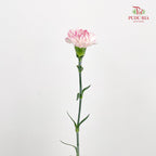 Carnation Cherry Fragrance 小白兔康乃馨 - (18-20 Stems)