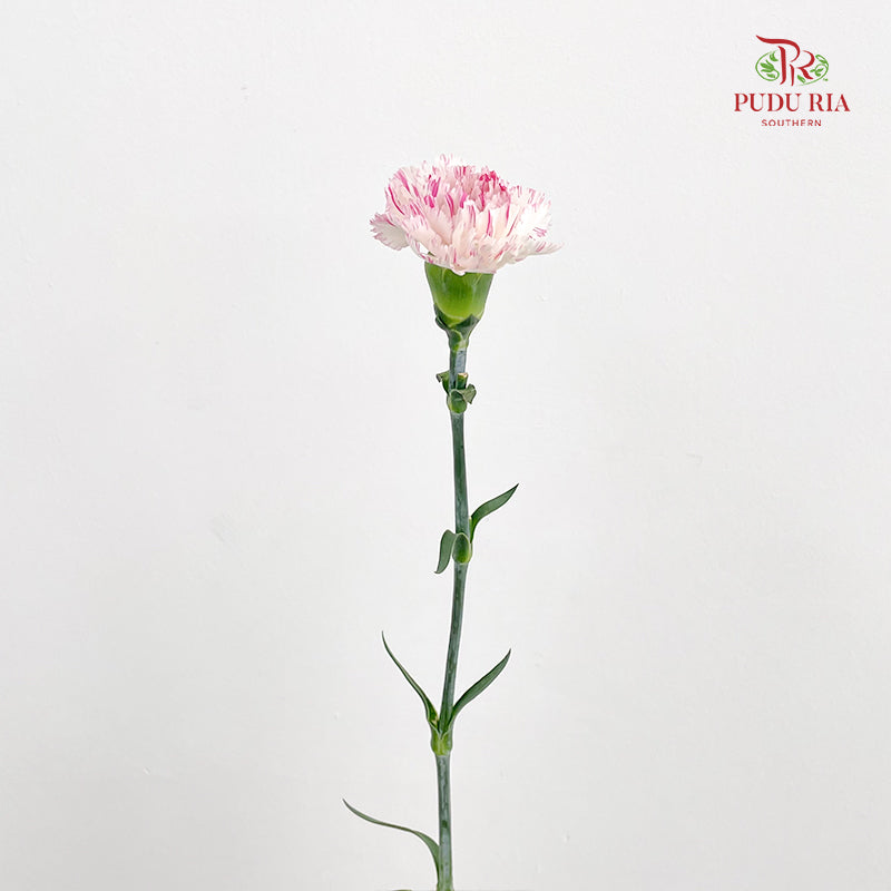 Carnation Cherry Fragrance 小白兔康乃馨 - (18-20 Stems)