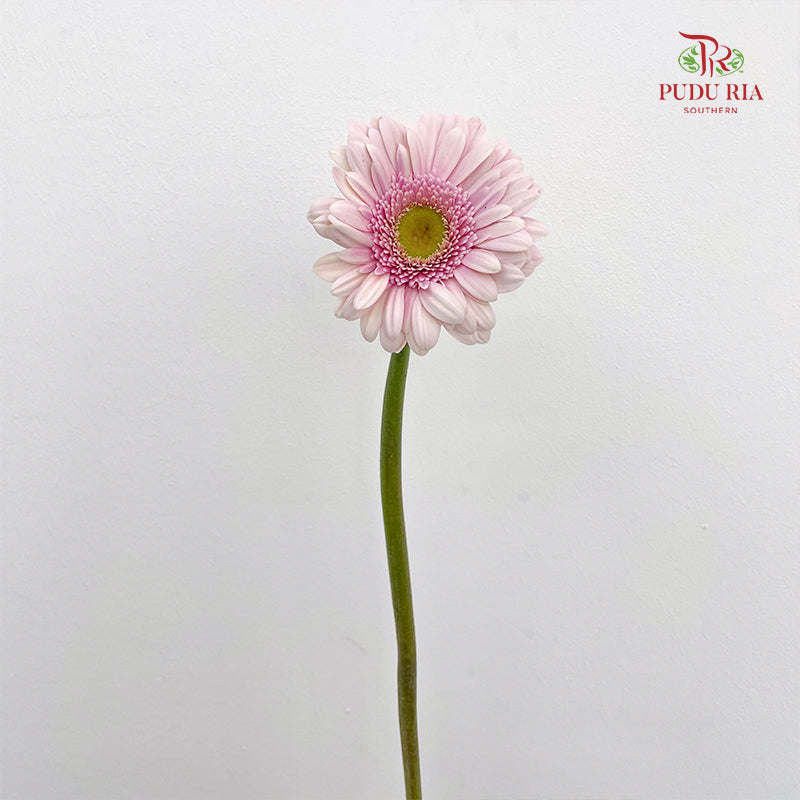 Gerbera Davina - (8-10 Stems)