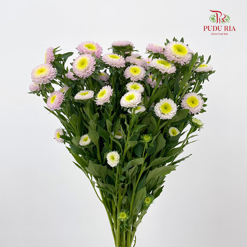 Aster 翠菊 Soft Pink - (Per Bundle)