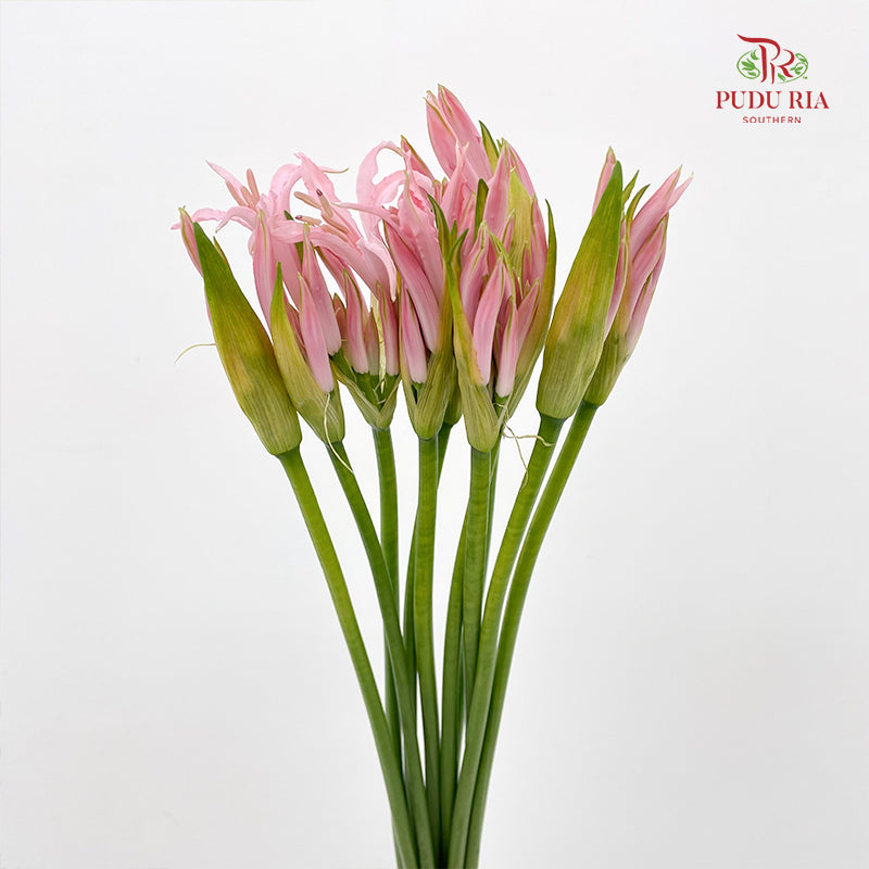 Lycoris (Nerine) 纳丽花 - (Per Bundle)