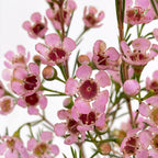 Wax Flower Pink 蜡花 - (Per Bundle)