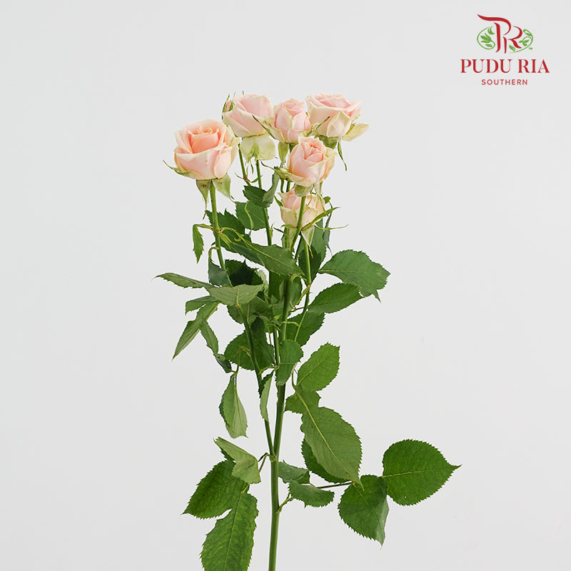 Rose Spray Rosanella - (8-10 Stems)