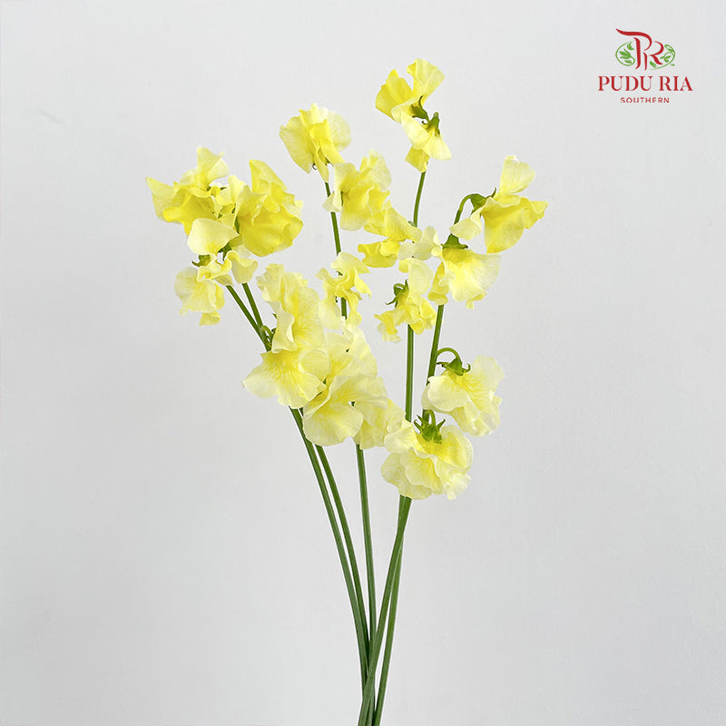 Sweet Pea Yellow 香豌豆 - (5 Stems)