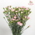 Carnation Spray Light Pink (18-20 Stems) - Pudu Ria Florist Southern