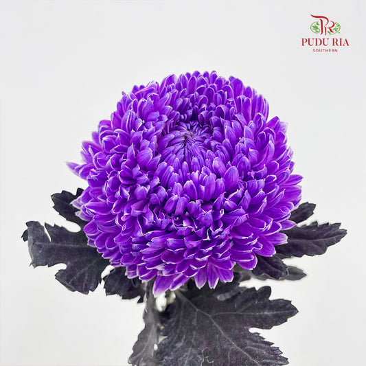 Peony Chrysanthemum Dyed Dark Purple - (5 Stems)